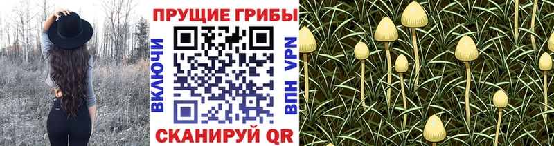 Галлюциногенные грибы MAGIC MUSHROOMS  Купить где  Усть-Лабинск 
